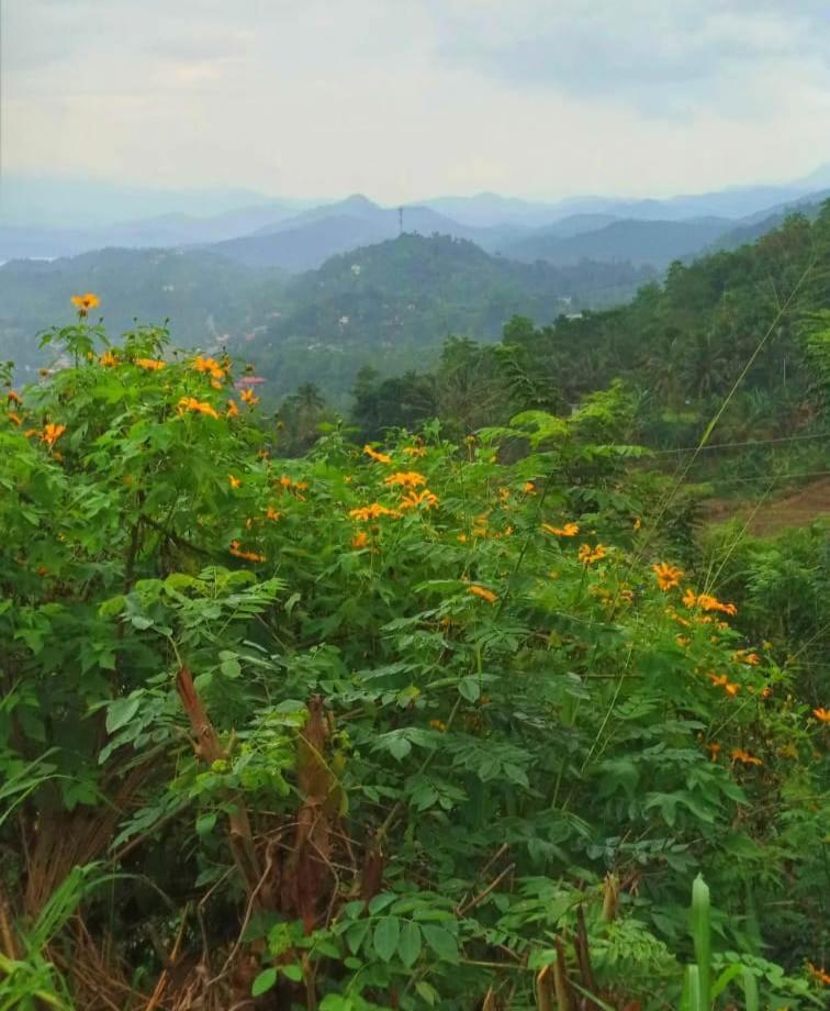 Kandy Ivy Mountain View Resort Buitenkant foto